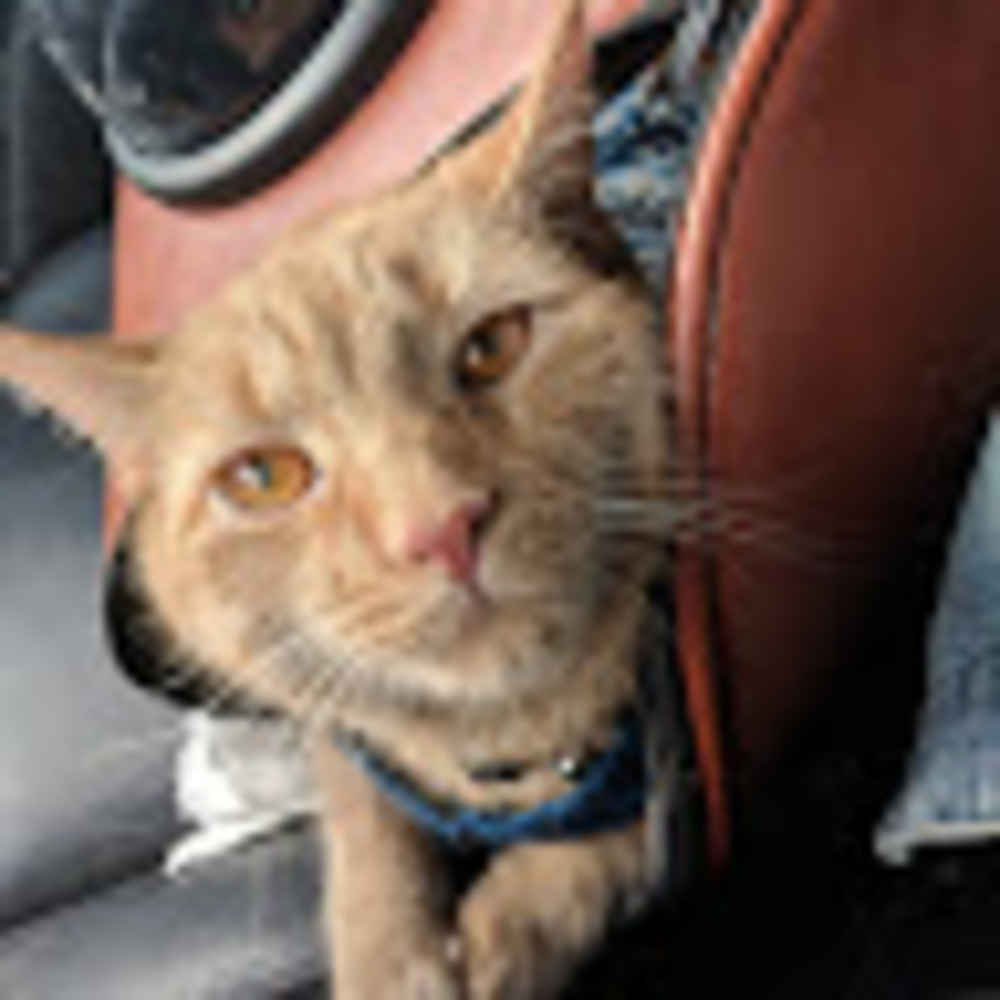 Meet your Posher, Madi